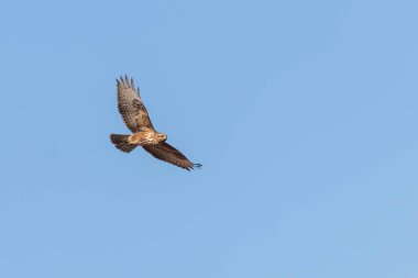 Uçuşta Yaygın Şahin (Buteo buteo) Mavi Gökyüzü