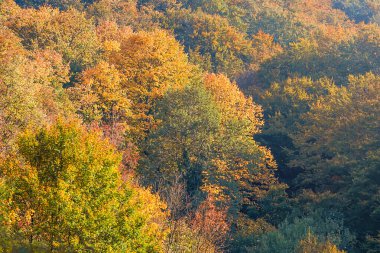Sonbahar Ormanı Renkli Ağaçlar ve Yapraklar, Arka plan Sonbahar Ağaçları,