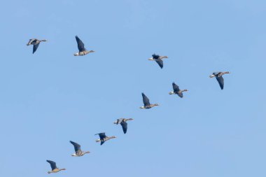 V formasyonunda Uçan Büyük Beyaz Önlü Kazsürüsü, Mavi