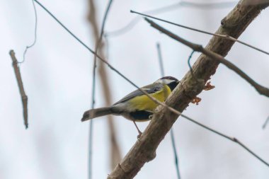 Dalı üzerinde büyük baştankara (Parus major) sevimli küçük kuş