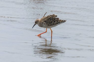 Ruff Wader Bird (Philomachus pugnax) Su ruff