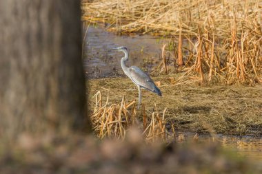 Waters Edge, gri balıkçıl (Ardea cinerea) avcılık