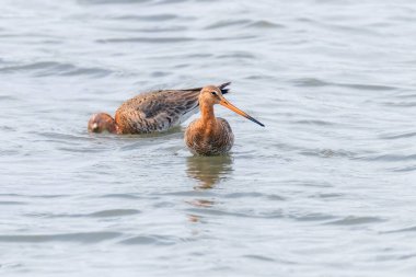 Siyah Kuyruklu Godwit (Limosa limosa) Wader Kuşlar Şal Yem