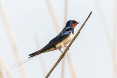 Reed 'in Barn Swallow' u (Hirundo rustica)