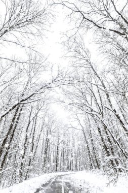 Kış ormanı kar yolu. Orman yolu kış kar manzaralı. 