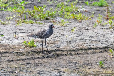 Benekli Redshank Wader Kuşu (Tringa erythropus)