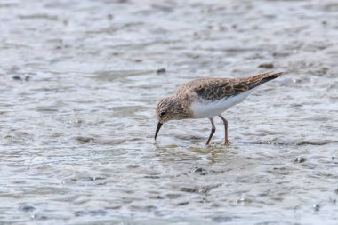 Su Kuşu Sandpiper, Yaygın Çulluk (Actitis hypoleucos)