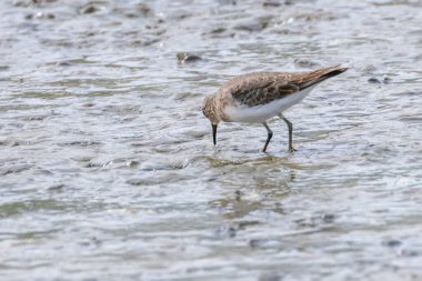 Su Kuşu Sandpiper, Yaygın Çulluk (Actitis hypoleucos)