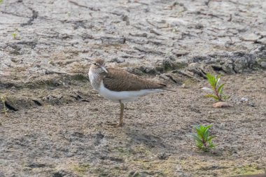 Su Kuşu Sandpiper, Yaygın Çulluk (Actitis hypoleucos)