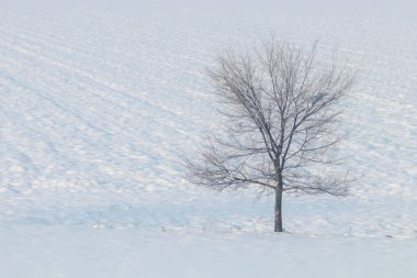 Yalnız ağaç, karlı bir tarlada duruyor.. 