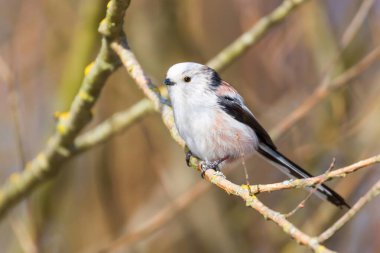 Uzun kuyruklu baştankara dalı (Bayağı uzunkuyruk) üzerinde küçük sevimli kuş