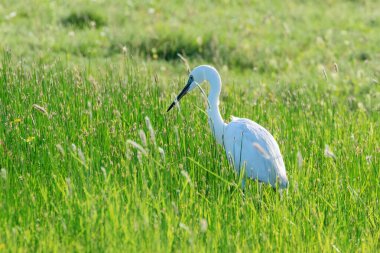 Büyük Akbalıkçıl (Ardea alba) ortak Akbalıkçıl