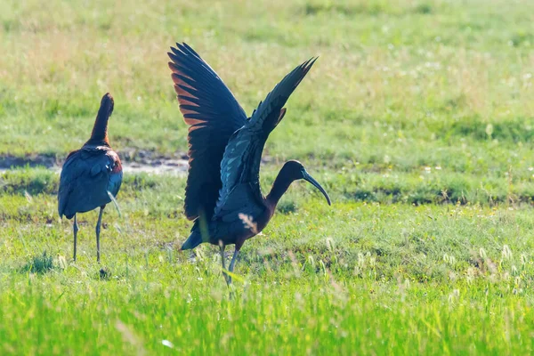 Ibis luisant (Plegadis falcinellus) Oiseau errant dans l'habitita naturelle — Photo