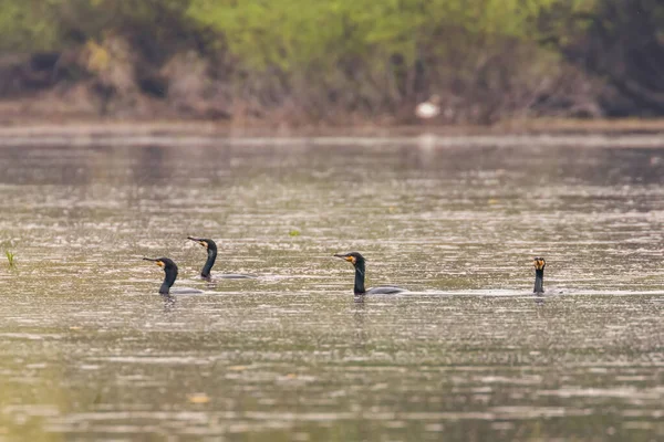 Grandes Cormoranes Natación Lago (Phalacrocorax carbo ) —  Fotos de Stock