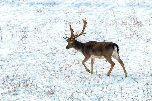 Damwild Bock Schnee Winterlandschaft (dama dama) — Stockfoto