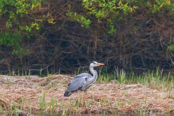 Av Gri Balıkçıl (Ardea cinerea) Gri Balıkçıl Sınırı — Stok fotoğraf