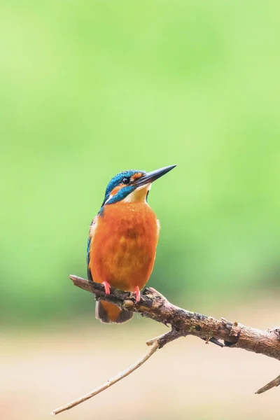 Обыкновенный Кингфишер (Alcedo atthis) Eurasian Kingfisher Bird sitti — стоковое фото