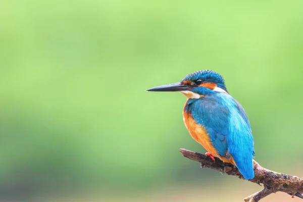 Common Kingfisher (Alcedo atthis) Eurasian Kingfisher Bird sitti — Stock Photo, Image