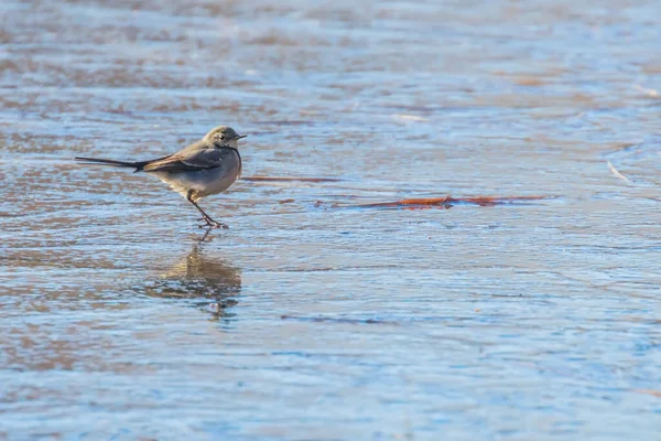 Bachstelze, niedlicher kleiner Vogel (Motacilla alba) auf Eis, gefroren — Stockfoto