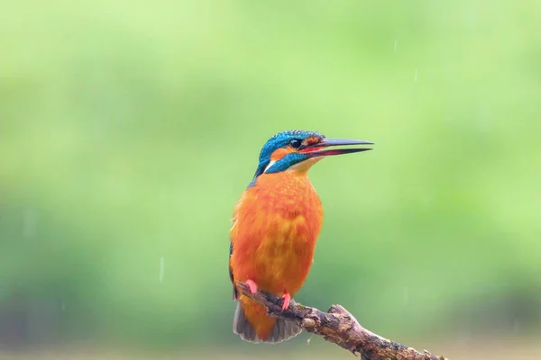 Common Kingfisher in Light Rain (Alcedo at this) Eurhaban Kingfis — стоковое фото