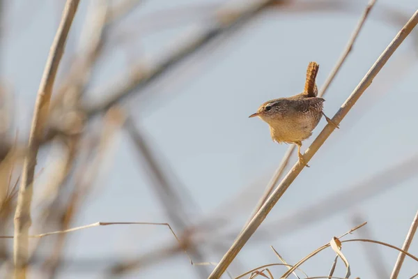 나뭇가지에 렌 새 (트로글로디테스 troglodytes) 야생 동물. 유라시 주 — 스톡 사진