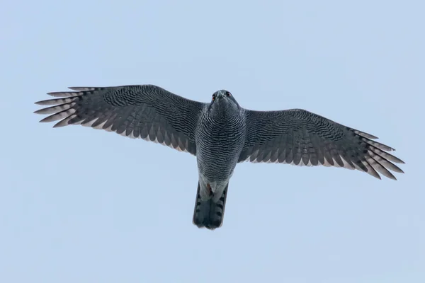 Nordlig skvallerhök flygande (Accipiter gentilis) Fågel av bytesdjur — Stockfoto