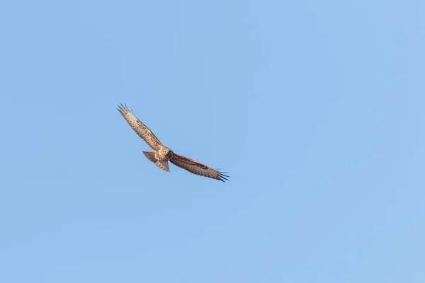 Buitre común en vuelo (Buteo buteo) Blue Sky —  Fotos de Stock