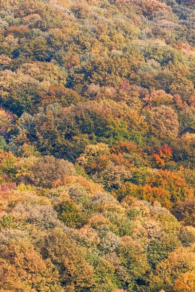 Autumn Forest Colorful Trees and Leafs, Background Autumn Trees,