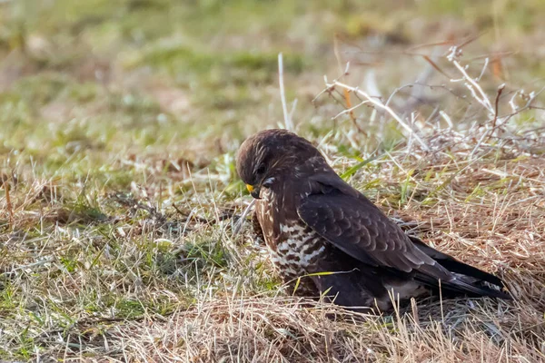 Common Buzzard standing on the ground (Buteo Buteo) — Stock Photo, Image