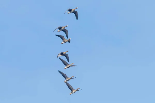 Büyük Beyaz Önlü Kazlar Sürüsü Uçuyor, Mavi Gökyüzü — Stok fotoğraf