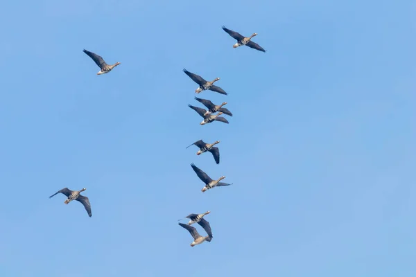 Schwarm der Weißstirngänse fliegt, blauer Himmel — Stockfoto