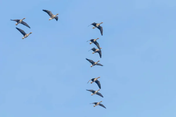 Schwarm Der Weißstirngänse Fliegt Formation Blauer Himmel — Stockfoto