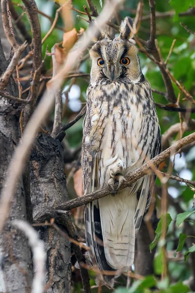 Lange-eared owl zittend op een boom (Asio otus) — Stockfoto