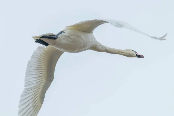 Cisne mudo em voo céu azul (Cygnus olor) — Fotografia de Stock