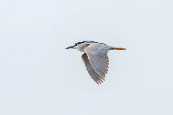 Черная ночная цапля в огне голубого неба (Nycticorax nycticor) — стоковое фото