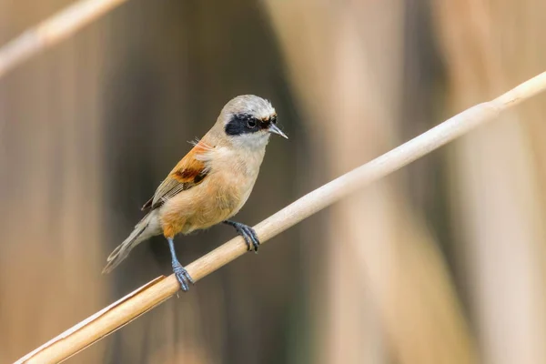 Eurasiático Penduline Tit Sitting on Reed (Remiz pendulinus ) — Fotografia de Stock