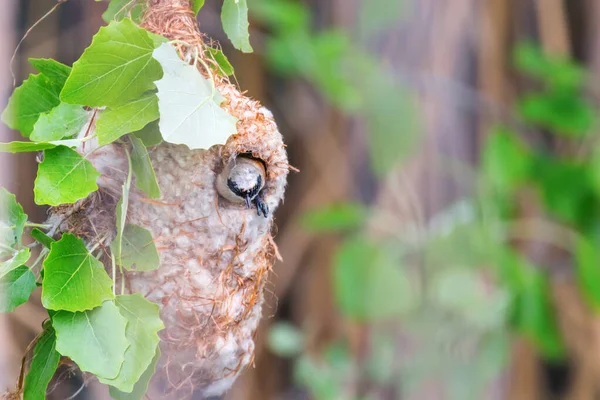 Eurasische Pendelmeise im Nest (Remiz Pendel)) — Stockfoto