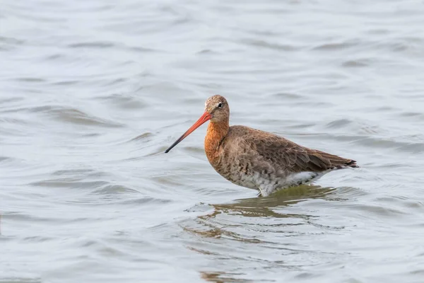 Black Tail Godwit (Limosa limosa) Wader Bird Foraging in shall — Fotografia de Stock