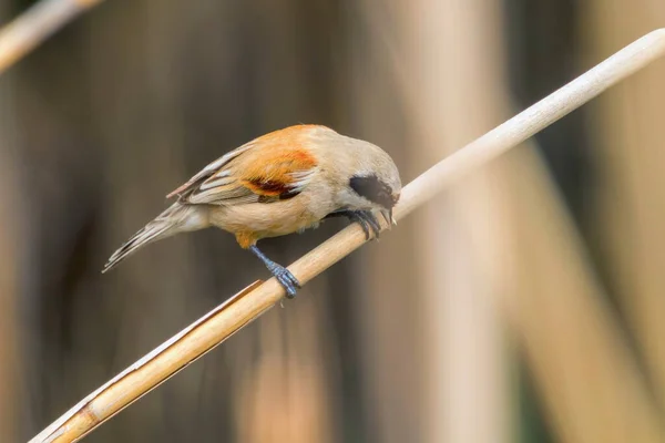 Eurasie penduline Tit assis sur roseau (Remiz pendulinus ) — Photo