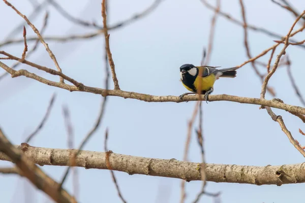 Grande tetta su ramo (parus major) carino piccolo uccello — Foto Stock