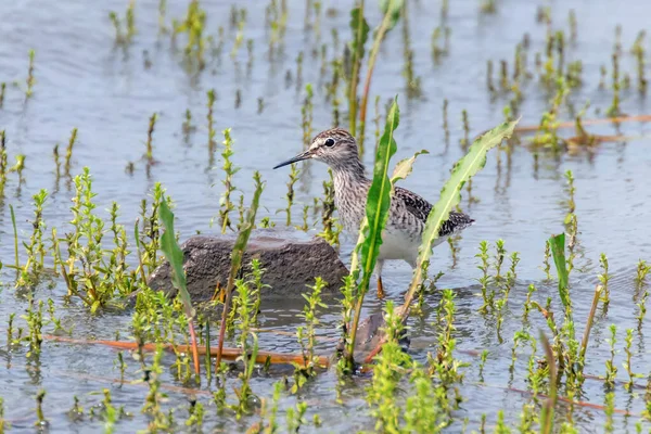 Bécasseau, Bécasseau des bois en eau peu profonde (Tringa glareola) Wad — Photo