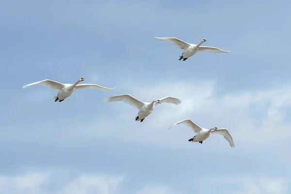 Cisnes em voo céu azul (Cygnus olor ) — Fotografia de Stock