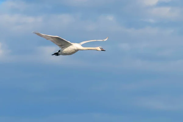 Cisne em voo céu azul (Cygnus olor ) — Fotografia de Stock
