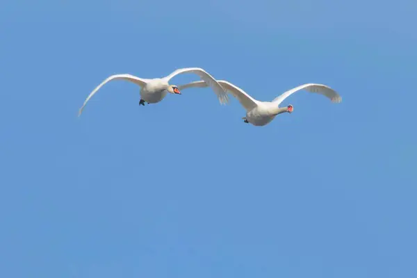 Dois cisnes em voo céu azul (Cygnus olor ) — Fotografia de Stock