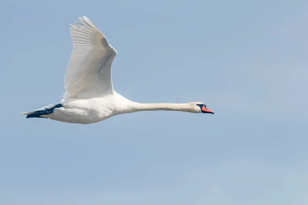 Höckerschwan im Flug blauer Himmel (Cygnus olor) — Stockfoto