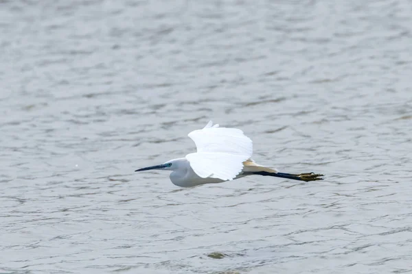 Little Egret in Flight (Egretta garzetta)｜Small White Heron — ストック写真