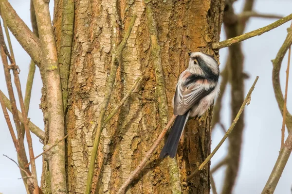 Teta de cauda longa no ramo (Aegithalos caudatus) Pássaro pequeno bonito — Fotografia de Stock