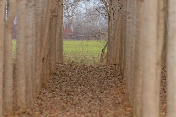 Rows of poplar trees, spring time, countryside — Stock Photo, Image