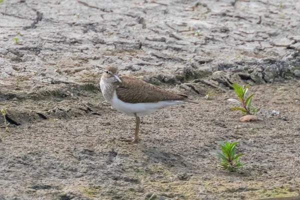 Bécasseau d'oiseaux aquatiques, Bécasseau commun (Actitis hypoleucos) — Photo