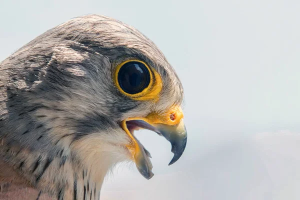 Společný Kestrel portrét Open zobák (Falco tinnunculus) Europ — Stock fotografie